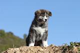 AKITA INU 031